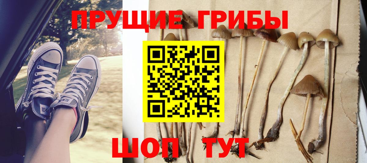 Псилоцибиновые грибы мицелий  Вход с VPN  Алейск  купить наркоту  Галлюциногенные грибы прущие грибы 